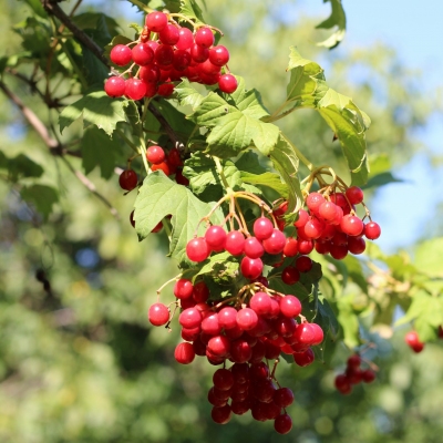 Paprastojo Putino Vaisiai - Viburnum