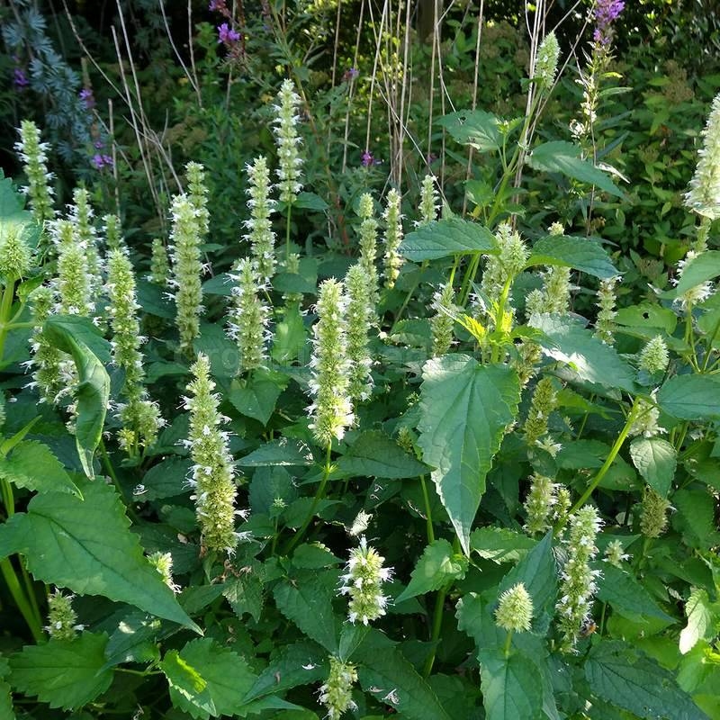 Tibetinė Kinmėtė - Louphantus Tibeticus-ŽOLELĖS-traku-lauku-uoga