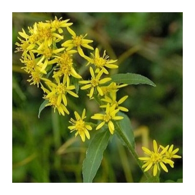 Paprastosios Rykštenės Žiedai - Solidago