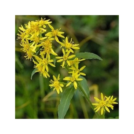 Paprastosios Rykštenės Žiedai - Solidago