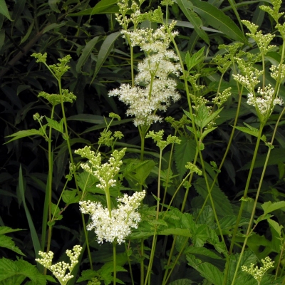 Pelkinės Vingiorykštės Žiedai - Filipendula Ulmaria