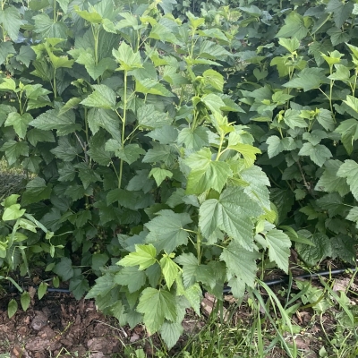 Juodųjų Serbentų Lapai - Ribes Nigrum-ŽOLELĖS-traku-lauku-uoga