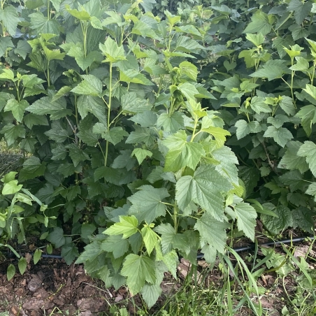 Juodųjų Serbentų Lapai - Ribes Nigrum-ŽOLELĖS-traku-lauku-uoga