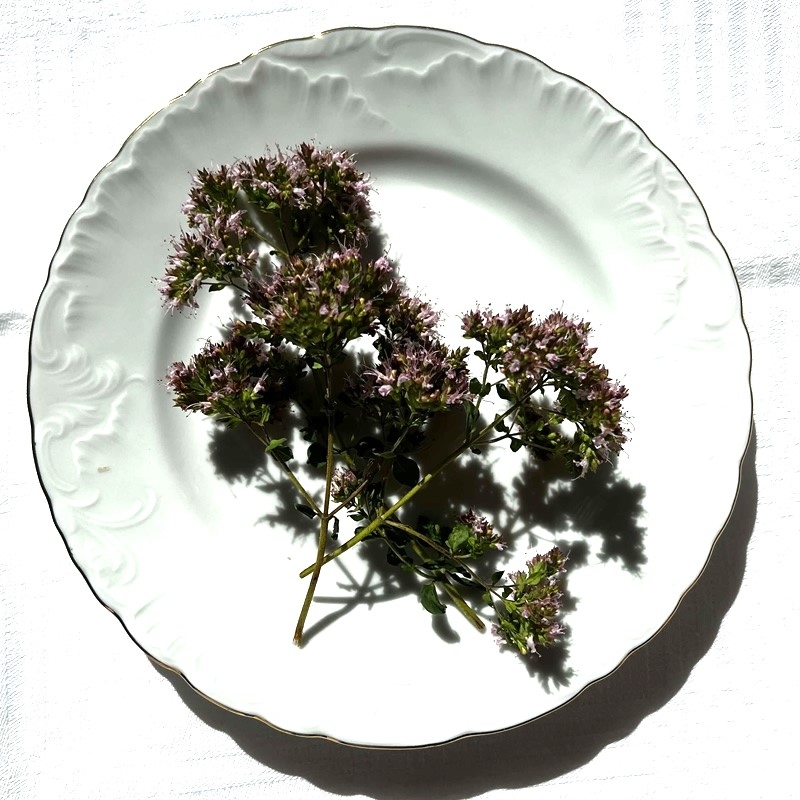 Raudonelis, paprastasis - Origanum