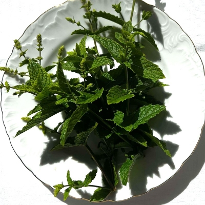 Pipirmėtė - Mentha x piperita-ŽOLELĖS-traku-lauku-uoga