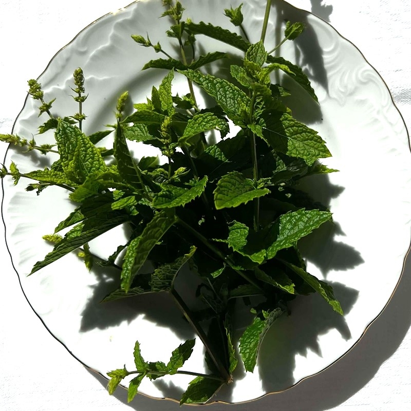 Pipirmėtė - Mentha x piperita-ŽOLELĖS-traku-lauku-uoga
