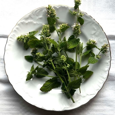 Paprastoji Katžolė - Nepeta Cataria-ŽOLELĖS-traku-lauku-uoga