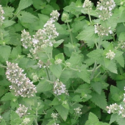 Paprastoji Katžolė - Nepeta Cataria-ŽOLELĖS-traku-lauku-uoga