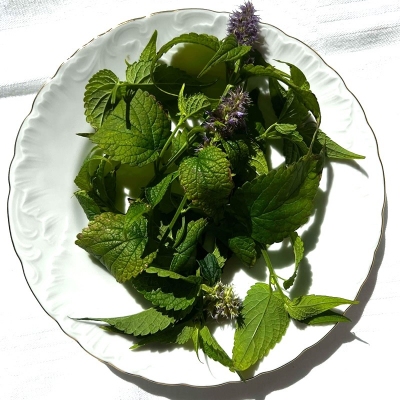 Pankoline Kinmetė - Agastache