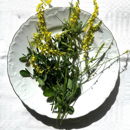 Geltonžiedis Barkūnas - Melilotus