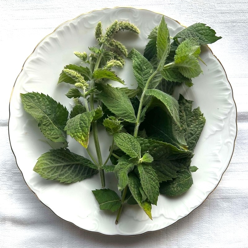 Obuolinė Mėta - Mentha suaveolens-ŽOLELĖS-traku-lauku-uoga