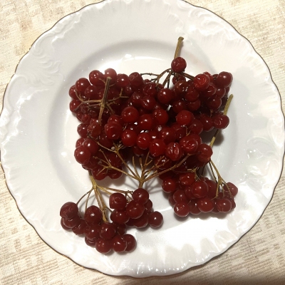 Paprastojo Putino Vaisiai - Viburnum