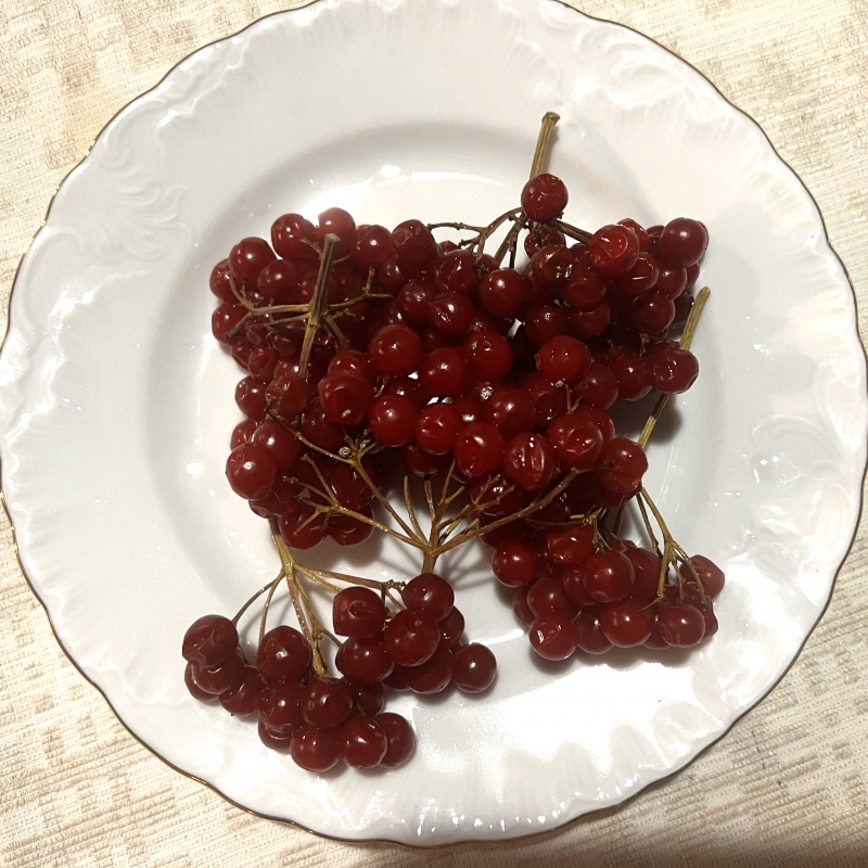 Paprastojo Putino Vaisiai - Viburnum