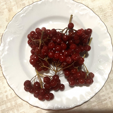 Paprastojo Putino Vaisiai - Viburnum