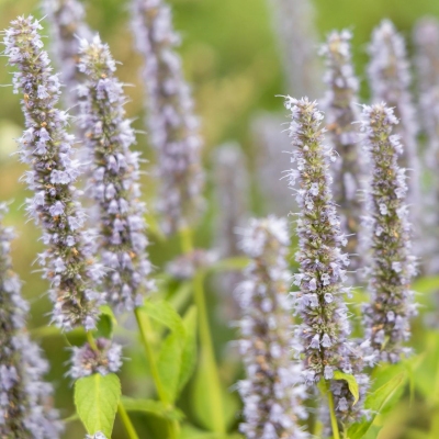 Pankoline Kinmetė - Agastache