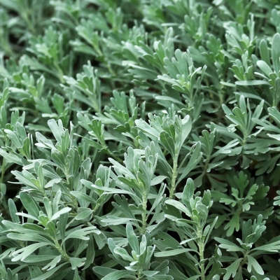 Kartusis Kietis - Artemisia absinthum-ŽOLELĖS-traku-lauku-uoga