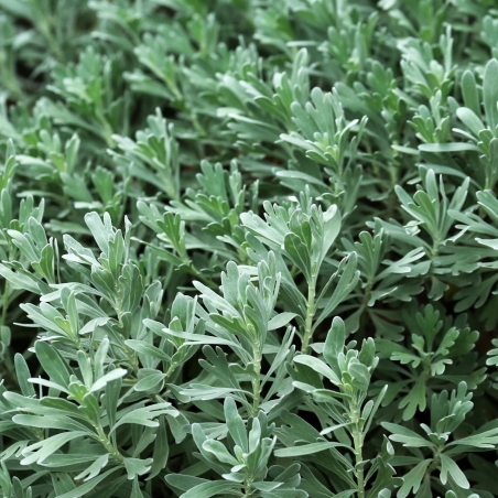 Kartusis Kietis - Artemisia absinthum-ŽOLELĖS-traku-lauku-uoga