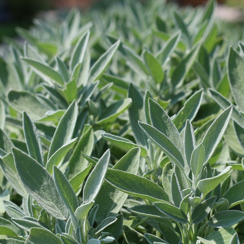 Vaistinis Šalavijas - Salvia