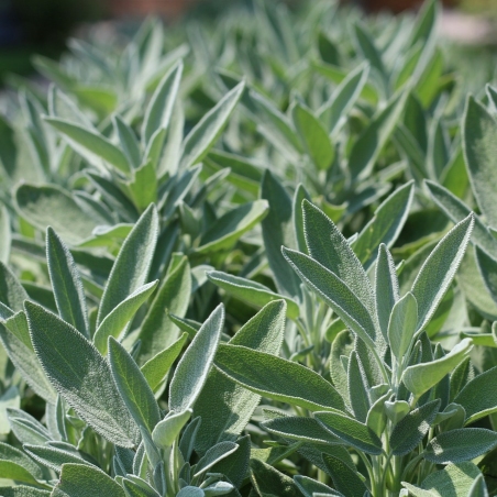 Vaistinis Šalavijas - Salvia