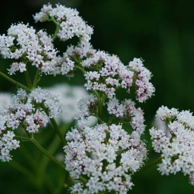 Vaistinio Valerijono Žiedai - Valeriana