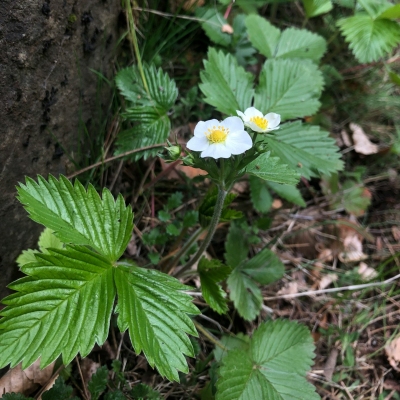 Paprastoji Žemuogė - Fragaria Vesca-ŽOLELĖS-traku-lauku-uoga