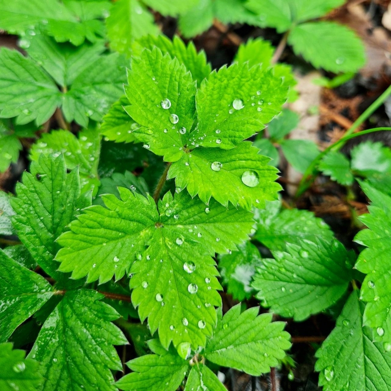 Paprastoji Žemuogė - Fragaria Vesca-ŽOLELĖS-traku-lauku-uoga