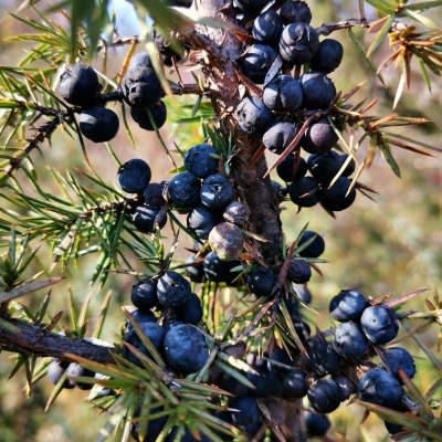 Paprastojo Kadagio Uogos - Juniperus
