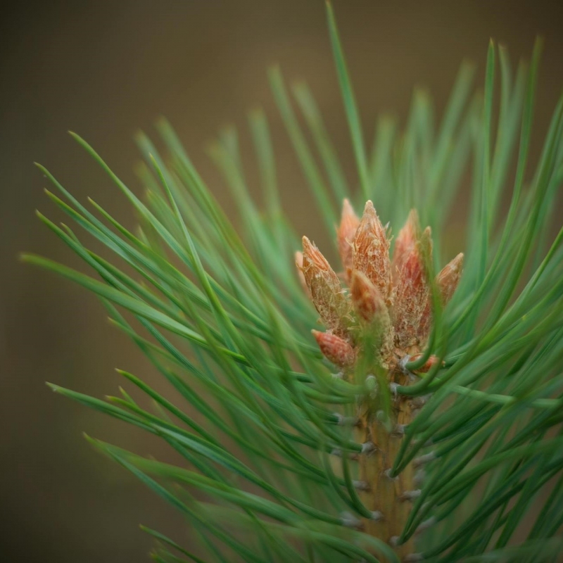 Paprastosios Pušies Pumpurai - Pinus