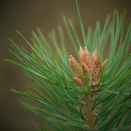 Paprastosios Pušies Pumpurai - Pinus