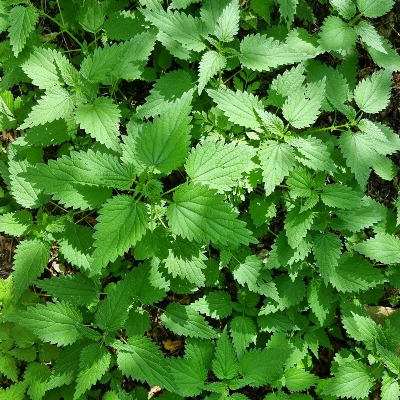 Didžiosios Dilgėlės Lapai - Urtica