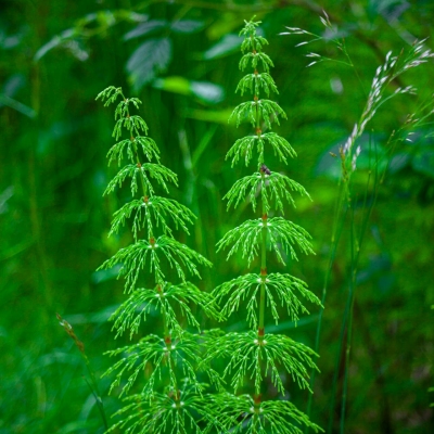 Dirvinis Asiūklis - Equisetum Arvense-ŽOLELĖS-traku-lauku-uoga