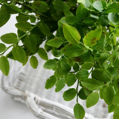 Mėlynių Lapai - Vaccinium Myrtillus-ŽOLELĖS-traku-lauku-uoga