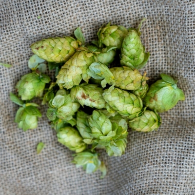 Paprastojo Apynio Spurgai - Humulus